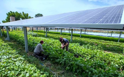 Vegetable Farm